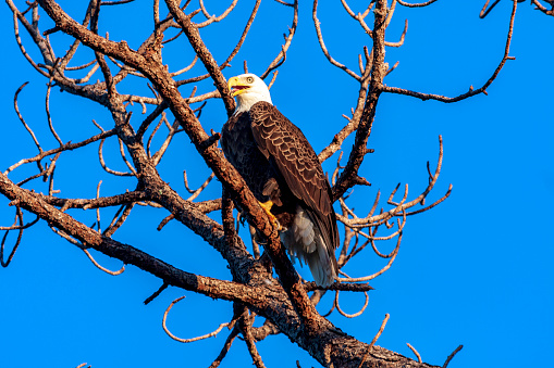 American Bald Eagle perched in an old Pine Tree under a clear blue sky just outside  of Kissimmee, Florida