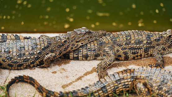 Crocodiles relaxed and resting on the ground