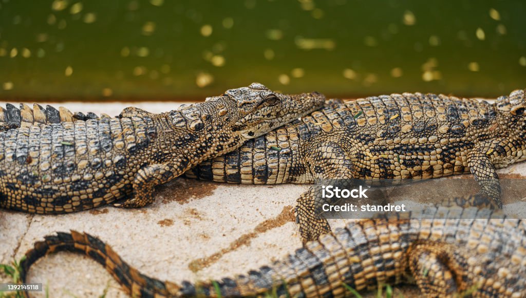 Crocodiles relaxed and resting on the ground Crocodiles relaxed and resting on the ground. Snout Stock Photo