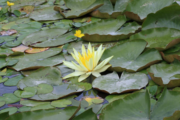 istock Pale yellow water lily flower 1392145174