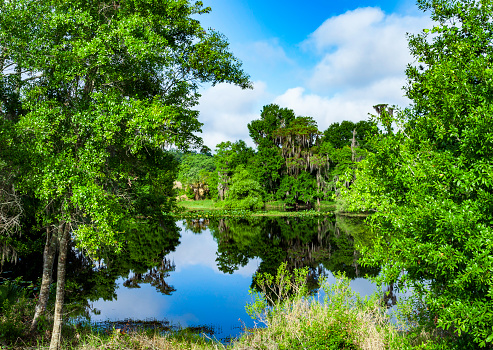 This View of the Lake and the Woods is located in the Shingle Creek Preserve in Kissimmee Florida. Shingle Creek is recognized as the Headwaters of the Everglades in Florida. This is Shingle Creek Preserve just over two miles north from where it feeds into Lake Tohopekaliga in Kissimmee, Florida where Birders, Bass Fishermen, Kayakers, and Tourists enjoy the ecotourism opportunities that can be found these on a year-round basis.