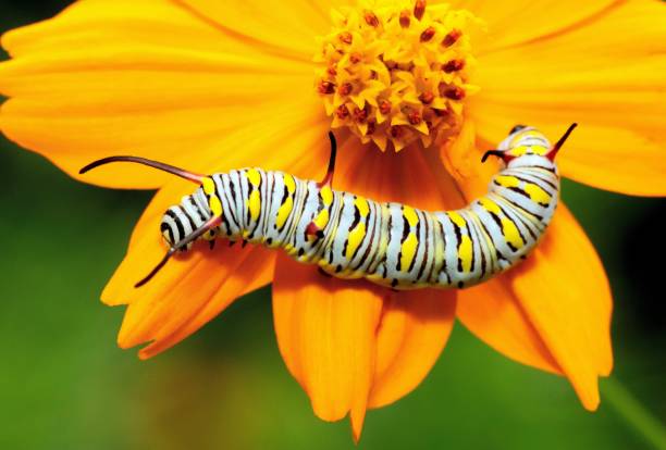istock Caterpillar crawling on yellow flower - animal behavior. 1392147865
