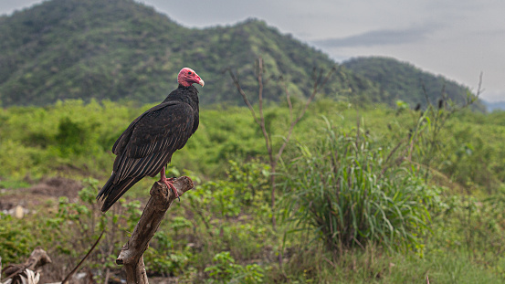 Turkey vulture in a field. Puerto Lopez, Écuador.