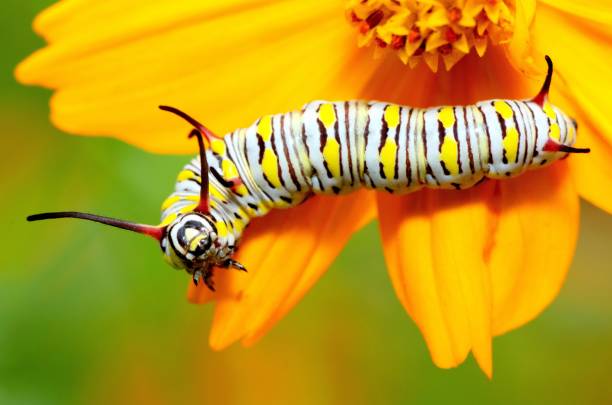 istock Caterpillar crawling on yellow flower - animal behavior. 1392148009