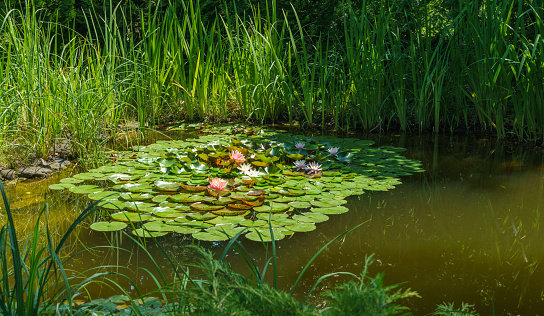 Beautiful pond with magic big bright pink water lilies or lotus flower Perry's Orange Sunset with white Nymphaea water lily Marliacea Rosea. Green plants reflected in water.