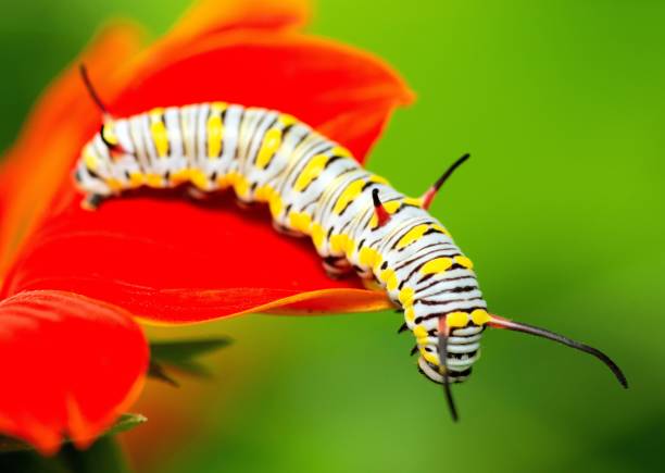 istock Caterpillar crawling on red flowers - animal behavior. 1392149716
