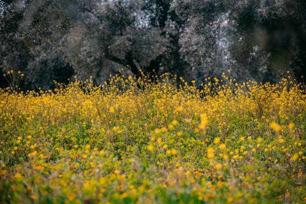 Yellow Flowers in the spring, Sicilian countryside
