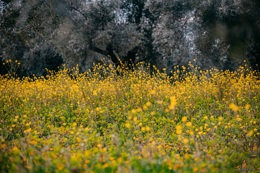 Yellow Flowers Blooming in the Meadows in Spring