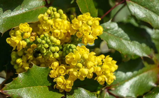 Mahonia aquifolium or Oregon grape blossom in spring garden. Soft selective focus of bright yellow flowers. Wonderful natural background for any idea. There is place for text
