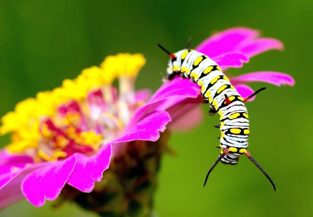 istock Caterpillar crawling and climbing flowers - animal behavior. 1392150866