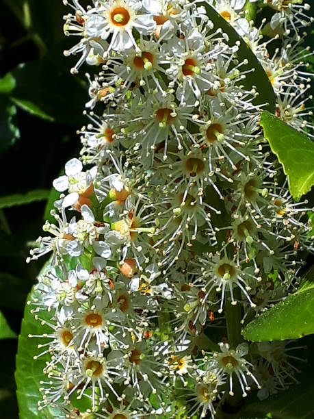 istock Laurel is a common garden hedge plant that is deadly poisonous 1392152087