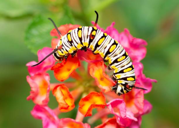 istock Caterpillar crawling on flower branch - animal behavior. 1392152149