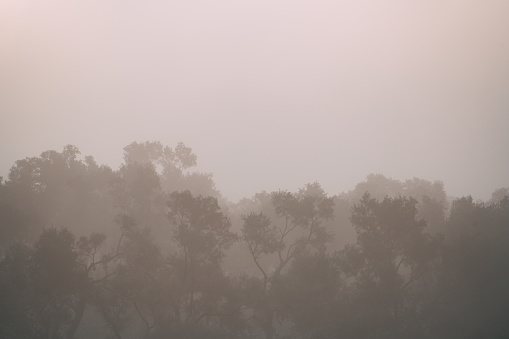 Olive Grove in Foggy Weather