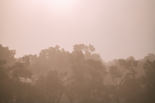 Olive Grove in Foggy Weather
