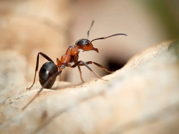 Photo of Ant (Formica rufa)