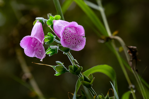 Flor de Digitalis en forma de campana rosa y púrpura con manchas photo