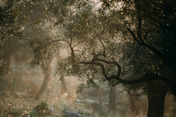 Olive Grove in Foggy Weather