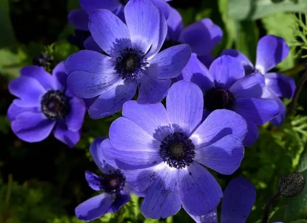 A cluster of blue flowers of Anemone Mr Fokker.