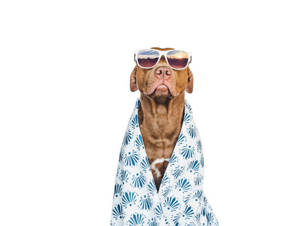 istock Lovable, pretty brown puppy and towel. Close-up 1392157238