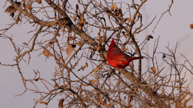 Northern Cardinal, New Mexico