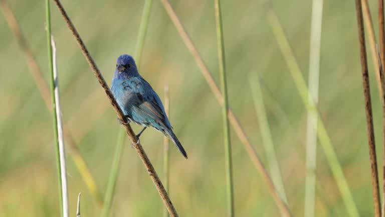 Indigo Bunting, Mexico