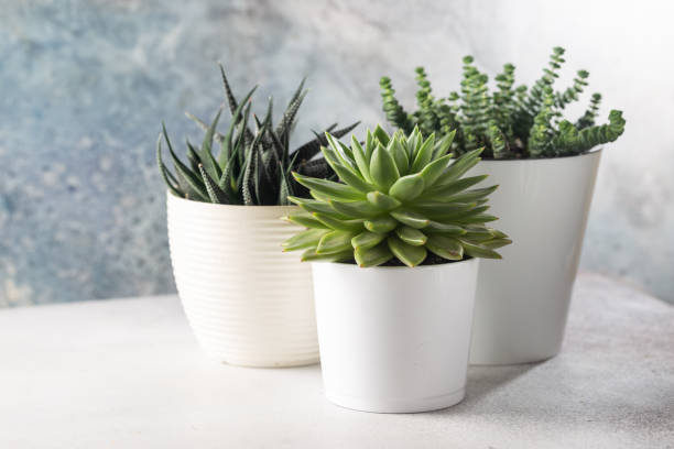 istock succulents in a white pots 1392157969