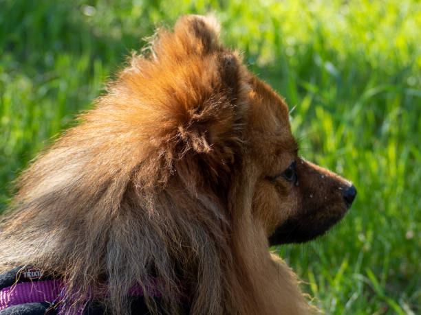 istock Red dog on green grass. Spitz dog breed. Spitz on green grass 1392158087