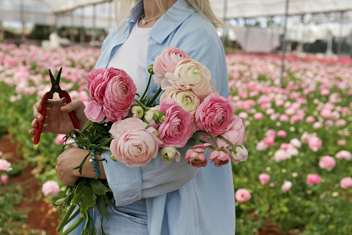 Close up shot of a woman at a you pick farm of beautiful blossoming ranunculus. Female picking persian buttercup flowers at springtime blooming season. Copy space for text, colorful background.
