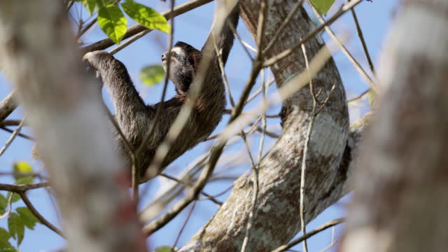 Brown-throated sloth/Three-toed sloth, Panama