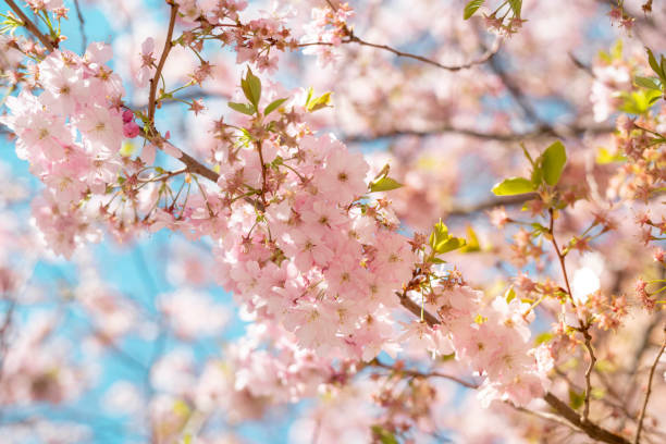 primavera ciliegio fiori cielo blu - focus on foreground joy happiness pink foto e immagini stock