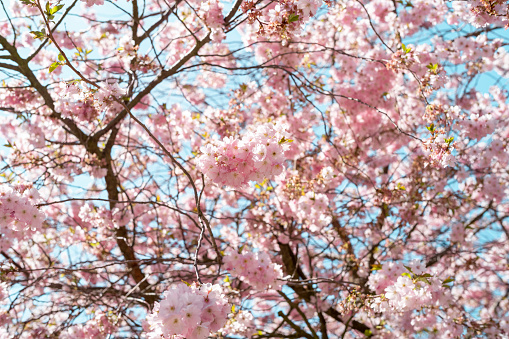 Close up cherry blossoms and branches in spring with blue sky.