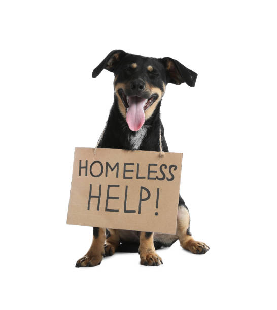 istock Cute dog with sign Homeless Help! on white background. Lost pet 1392159936