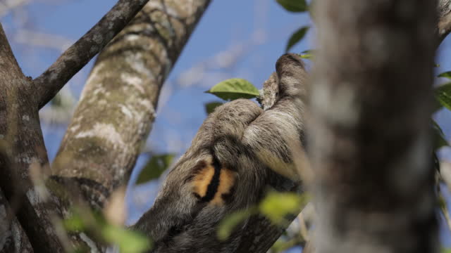 Brown-throated sloth, Panama
