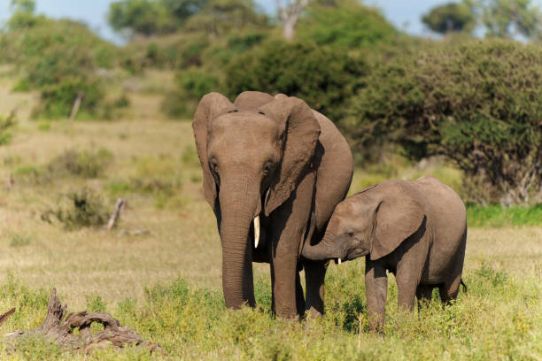istock Elephant mother and calf in Mashatu Game Reserve 1392160295