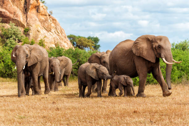 стадо слонов в заповеднике машату - mashatu game reserve стоковые фото и изображения