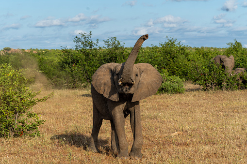 Elephant Calf In Mashatu Game Reserve Stock Photo - Download Image Now -  Elephant Calf, African Elephant, Animal - iStock