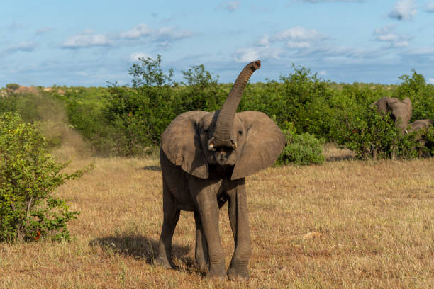 слоненок в заповеднике машату - mashatu game reserve стоковые фото и изображения