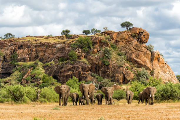 стадо слонов в заповеднике машату - mashatu game reserve стоковые фото и изображения