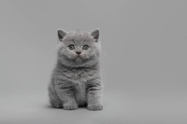 Britisch Kurzhaar Kitten - Bilder und Stockfotos - iStock