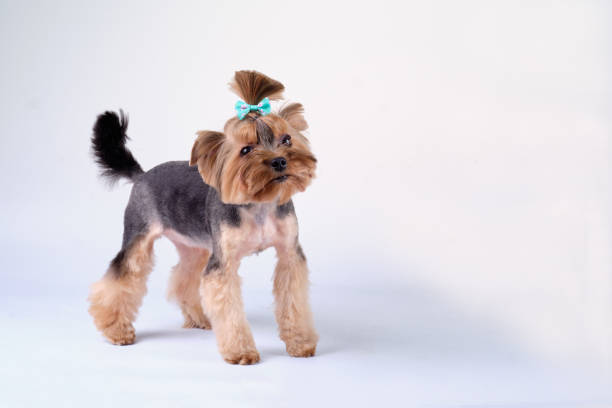 istock Charming Yorkshire terrier on a light background. Studio photo 1392162979