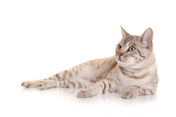 istock Pretty snow bengal cat lying down, looking away isolated on a white background 1392162983