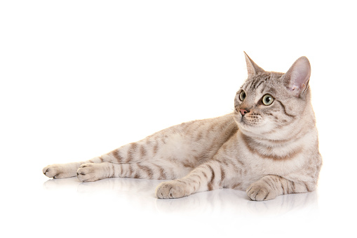 Pretty snow bengal cat lying down, looking away isolated on a white background