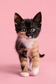 istock Cute female kitten walking towards and looking in  the camera on a pink background 1392163011