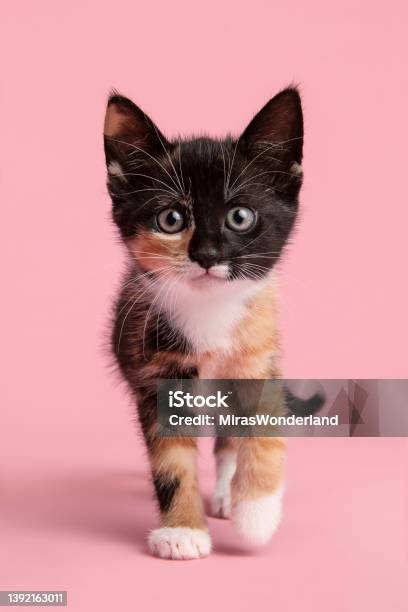 Cute Female Kitten Walking Towards And Looking In The Camera On A Pink Background Stock Photo - Download Image Now