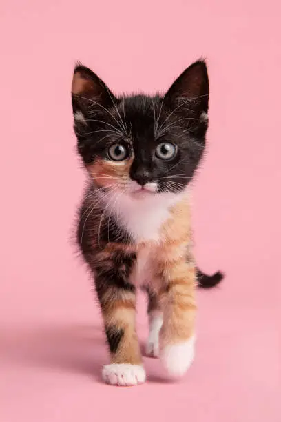 Cute female kitten walking towards and looking in  the camera on a pink background