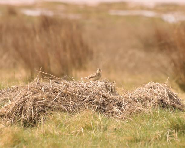 Nesting a Skylark on a mound of dried grass in a nature reserve alauda stock pictures, royalty-free photos & images