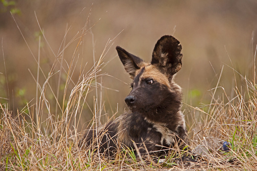 The African Wid Dog, also known as the Painted Dog or Painted Wolf, is one of the world's most endangered mamals