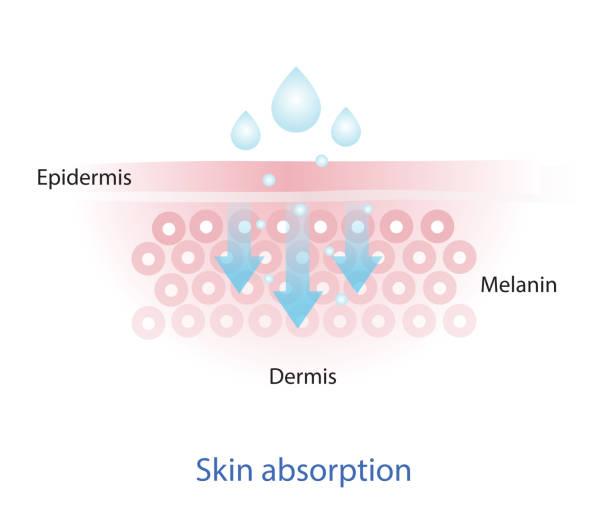 ilustrações de stock, clip art, desenhos animados e ícones de mechanism of nutrient absorption through skin vector. - nanotecnologia