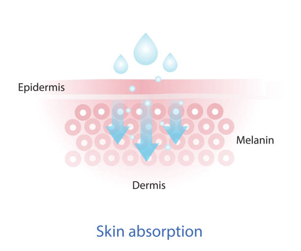 Mechanism of nutrient absorption through skin vector. The mechanism of nutrient absorption through skin layer vector on white background. Infographic of skin absorption vector. epidermal cell stock illustrations