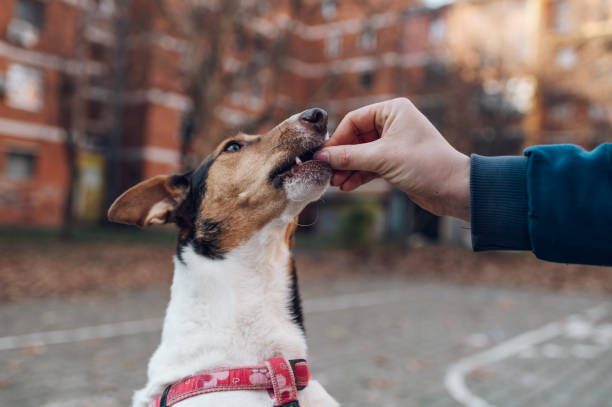istock Mixed breed dog wearing harness while running outside 1392165346